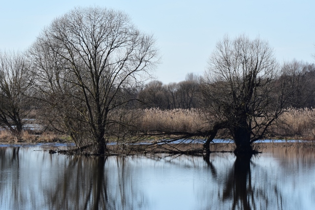 Wierzby w korycie rzeki. Rozlewiska rzeki Krzna. Nowosiółki. Wiosna w świecie dzikiej przyrody. dzikierzeki-kajaki.pl Wierzby w korycie rzeki. Rozlewiska rzeki Krzna. Nowosiółki. Wiosna w świecie dzikiej przyrody. dzikierzeki-kajaki.pl